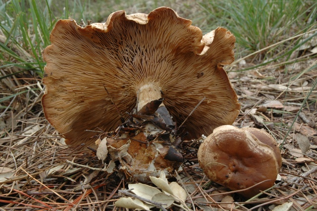 Ultime uscite, prime foto dell''anno.